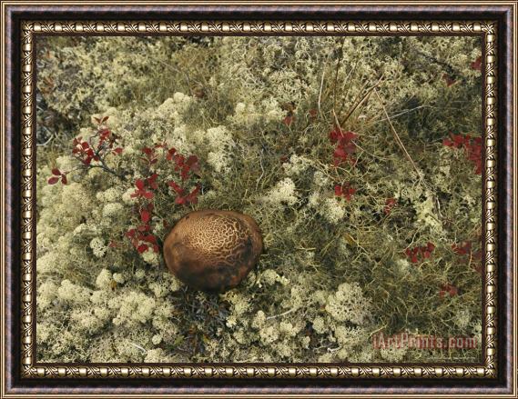 Raymond Gehman A Mushroom Grows Among a Cranberry Bush And Lichens Framed Painting