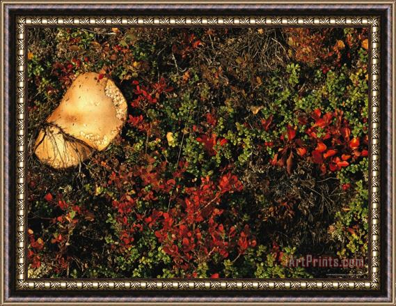 Raymond Gehman A Mushroom Grows Next to a Cranberry Bush Framed Print