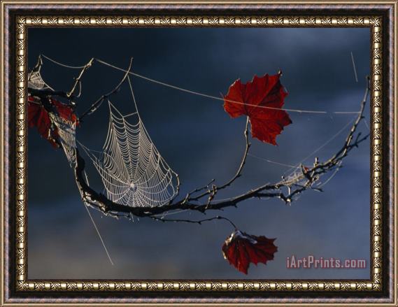 Raymond Gehman A Orb Weaving Spider's Web on a Sycamore Tree Branch Framed Painting