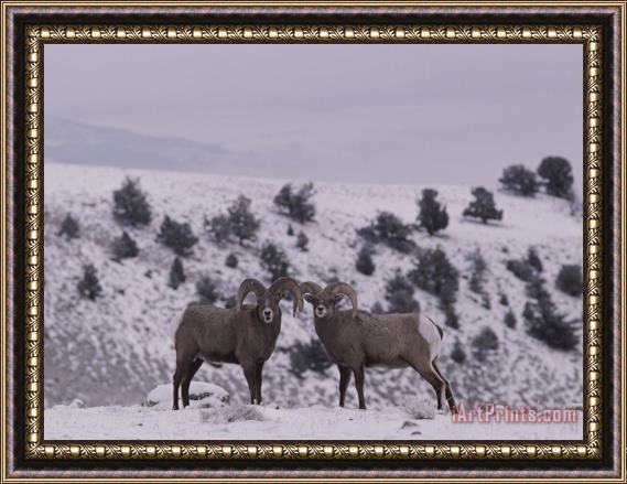 Raymond Gehman A Pair of Bighorn Sheep in Yellowstone National Park Wyoming Framed Painting