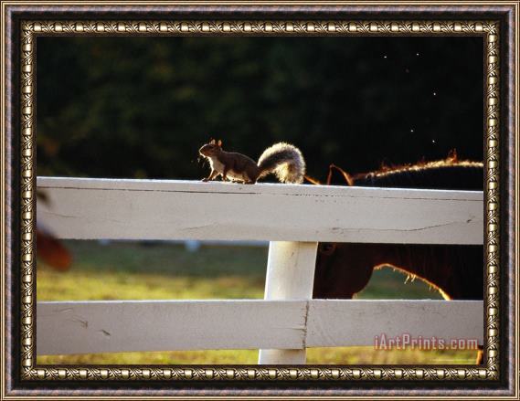 Raymond Gehman A Pastured Horse And a Gray Squirrel Outlined by The Late Afternoon Sun Framed Print