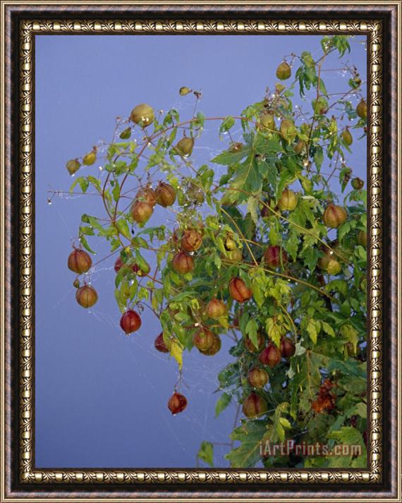 Raymond Gehman A Plant with Papery Husk Seed Pods Framed Print