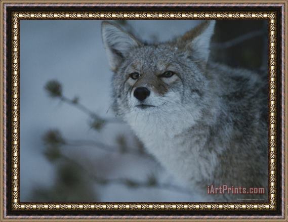 Raymond Gehman A Portrait of a Coyote in Yellowstone National Park Wyoming Framed Print