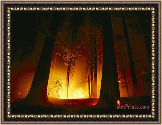 Raymond Gehman A Prescribed Fire Illuminates The Giant Sequoia Trees Framed Print