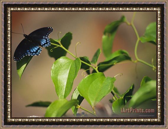 Raymond Gehman A Red Spotted Purple Butterfly Perched on a Twig Framed Painting