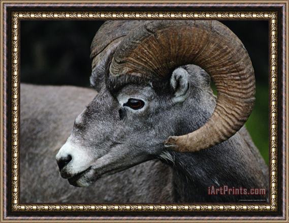 Raymond Gehman A Rocky Mountain Bighorn Ram Framed Painting