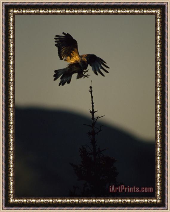 Raymond Gehman A Rough Legged Hawk Comes in for a Landing on The Spire of a Tree Ivvavik Yukon Framed Painting