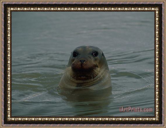 Raymond Gehman A Seal Pokes Its Head Out of The Water Framed Painting