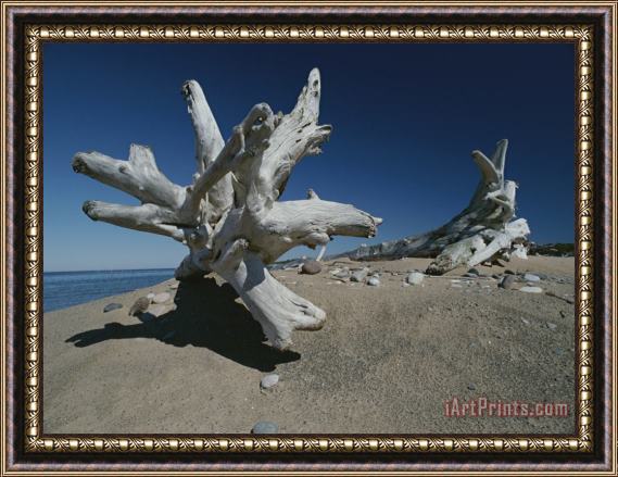Raymond Gehman A Shot of Some Driftwood on a Beach in The Apostle Islands Framed Painting