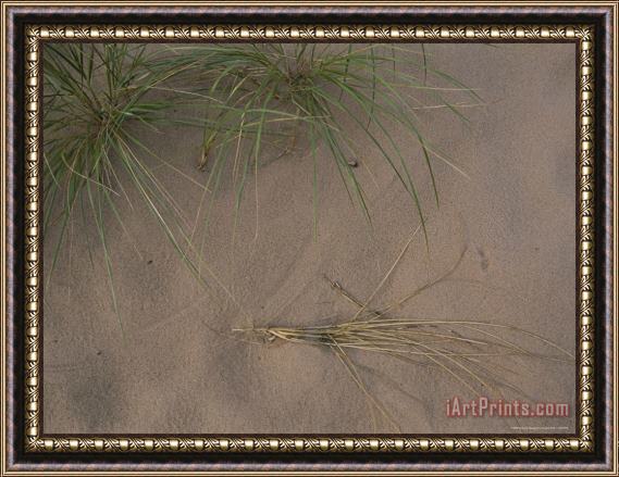Raymond Gehman A Shot of Some Grass Growing on a Beach in The Apostle Islands Framed Painting