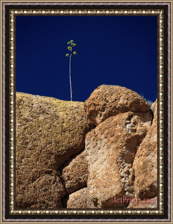 Raymond Gehman A Single Plant Grows From a Crack in a Large Rock Framed Painting