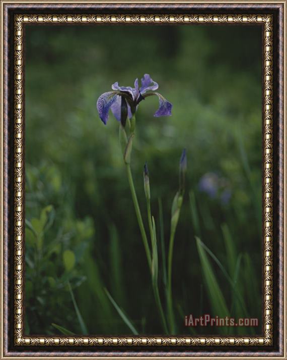 Raymond Gehman A Solitary Purple Iris Surrounded by Greenery Framed Painting