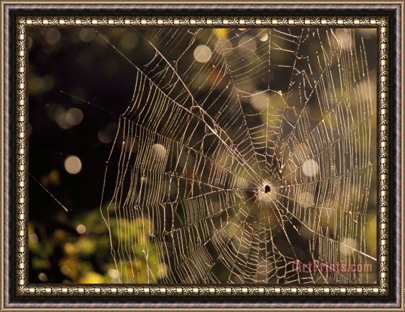 Raymond Gehman A Spider Sitting in The Middle of It's Orb Web Framed Painting