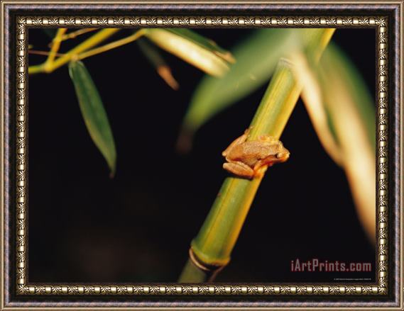 Raymond Gehman A Spring Peeper Frog Perches on a Bamboo Stalk Framed Print