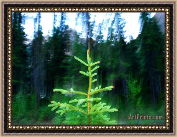 Raymond Gehman A Spruce Seedling Is Highlighted by The Camera's Flash at Twilight Framed Painting