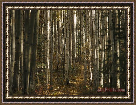Raymond Gehman A Stand of Birch Trees Show Their Autumn Color in The Boreal Forest Framed Painting