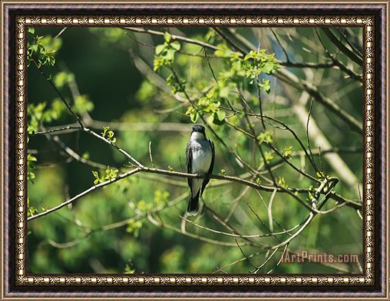 Raymond Gehman A Tree Swallow Perched on a Tree Branch with New Spring Foliage Framed Print