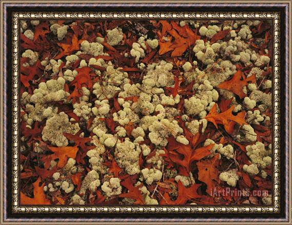 Raymond Gehman A Tumble of Fall Colored Oak Leaves And Reindeer Moss Near Lake Waccamaw Framed Print