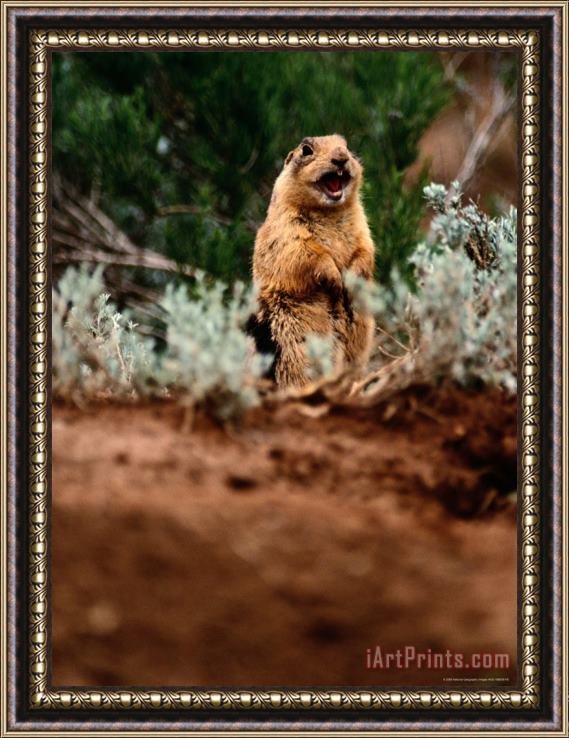 Raymond Gehman A Utah Prairie Dog Vocalizing in Bryce Canyon National Park Utah Framed Print