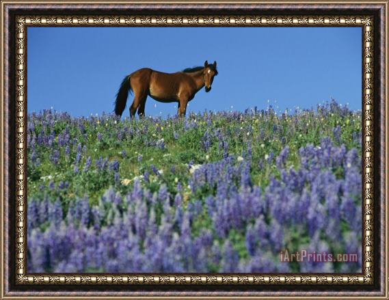 Raymond Gehman A View of a Wild Horse in a Field of Wildflowers Framed Painting