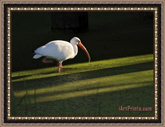 Raymond Gehman A White Ibis Hunts for Food in Shallow Duckweed Covered Water Framed Painting