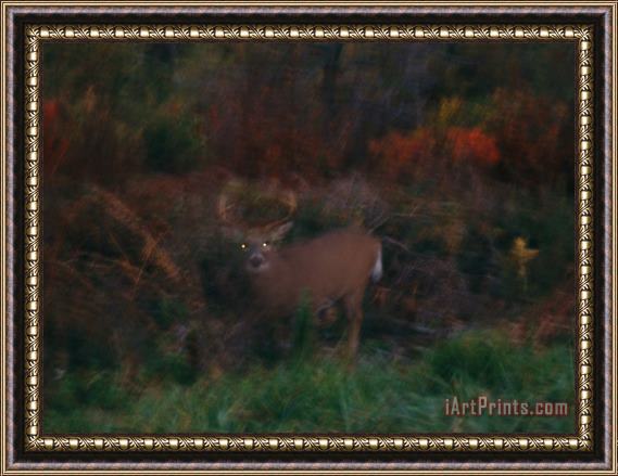 Raymond Gehman A White Tailed Deer at The Woods Edge at Dusk Framed Painting