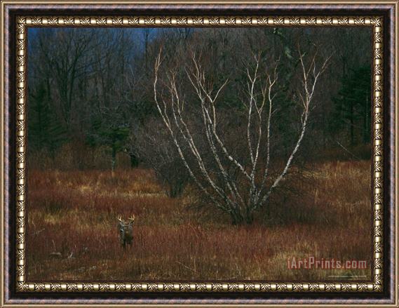 Raymond Gehman A White Tailed Deer Buck Standing Near a Birch Tree in a Meadow Framed Painting