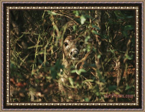 Raymond Gehman A White Tailed Deer Doe Peeking From a Briar Patch Framed Painting
