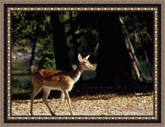 Raymond Gehman A White Tailed Deer Fawn Framed Print