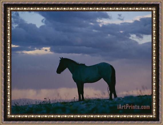 Raymond Gehman A Wild Horse Is Silhouetted by The Setting Sun Framed Painting