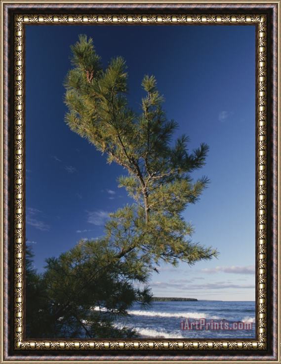 Raymond Gehman A Wind Bent Tree Rises Proudly Above The Surf Framed Painting