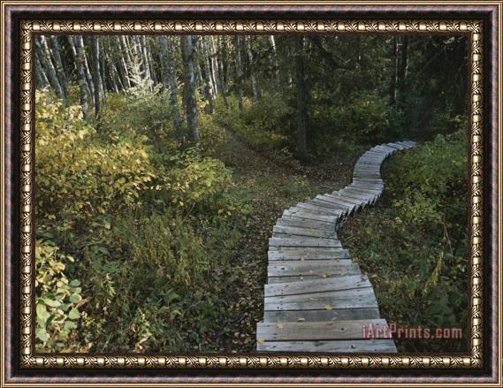 Raymond Gehman A Wooden Staircase Winds Through The Forest Framed Print