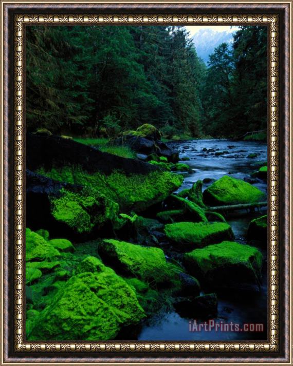 Raymond Gehman Algae Covers The Rocks Lining Salmon Creek Framed Print
