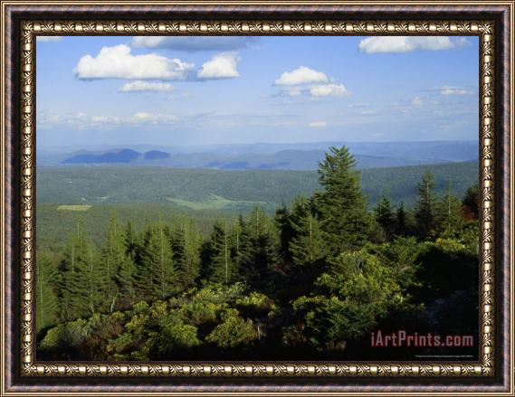 Raymond Gehman Allegheny Front with Mountain Laurel And Spruce Trees Framed Print