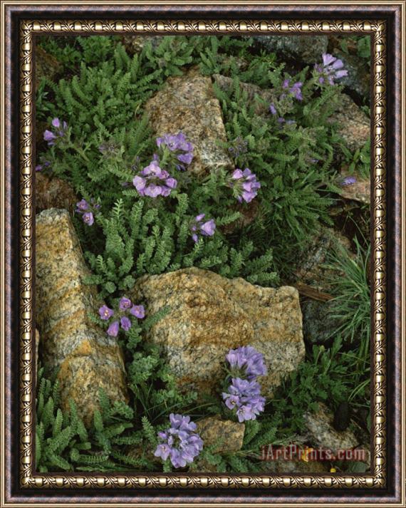 Raymond Gehman Alpine Wildflowers Beartooth Wilderness Wyoming Framed Painting