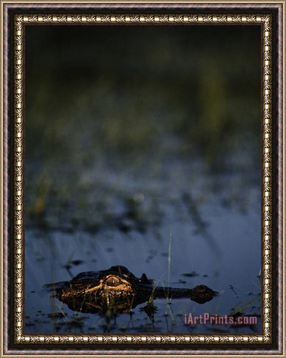 Raymond Gehman American Alligator Framed Print