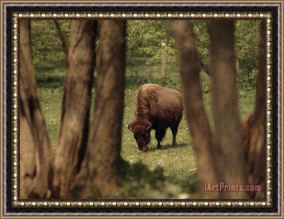 Raymond Gehman American Bison Grazing on Grasses Framed Painting