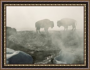 Hot Framed Prints - American Bison in Grand Prismatic Hot Springs by Raymond Gehman