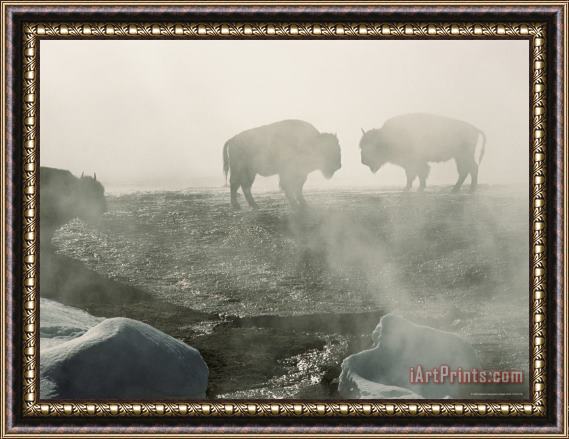 Raymond Gehman American Bison in Grand Prismatic Hot Springs Framed Painting
