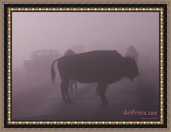 Raymond Gehman American Bison on a Foggy Road in Yellowstone National Park Framed Print