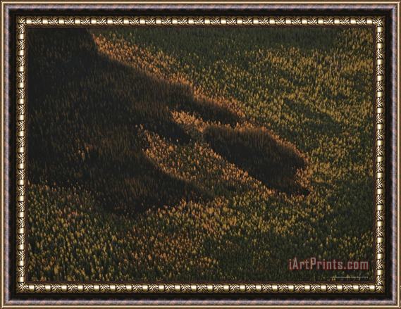 Raymond Gehman An Aerial View of a Forest with Wide Areas of Damage by Fire Framed Painting