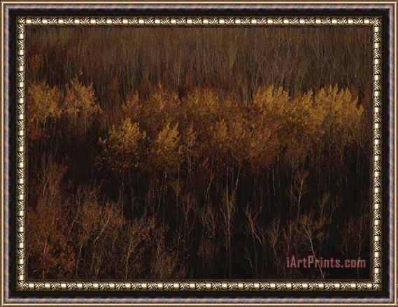Raymond Gehman An Aerial View of a Stand of Trees in Autumn Colors Framed Print