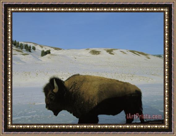 Raymond Gehman An American Bison Stands in a Wintry Landscape Framed Painting