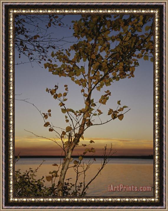 Raymond Gehman An Aspen in Fall Colors Stands in Front of a Lake at Twilight Framed Painting