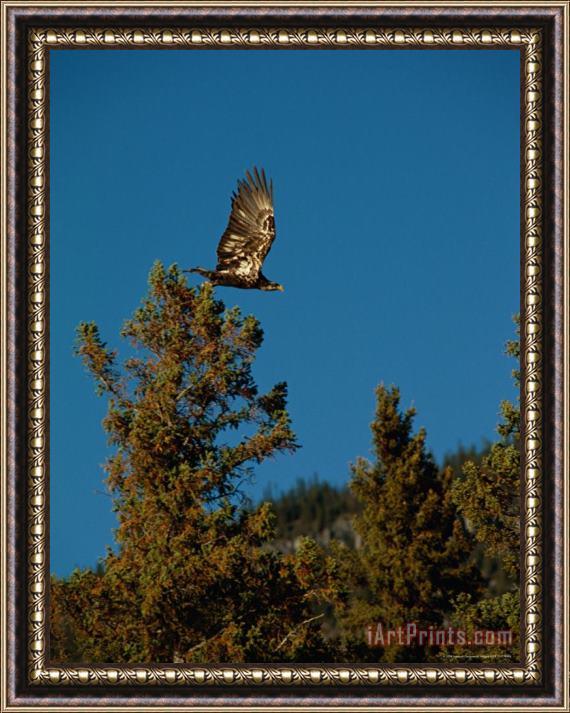 Raymond Gehman An Eagle Flys From a Tree Top Framed Painting