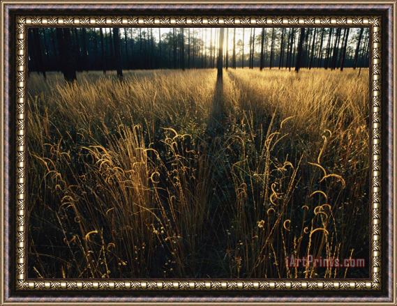 Raymond Gehman An Open Meadow Created by Periodic Fires Which Sweep This Area Framed Print