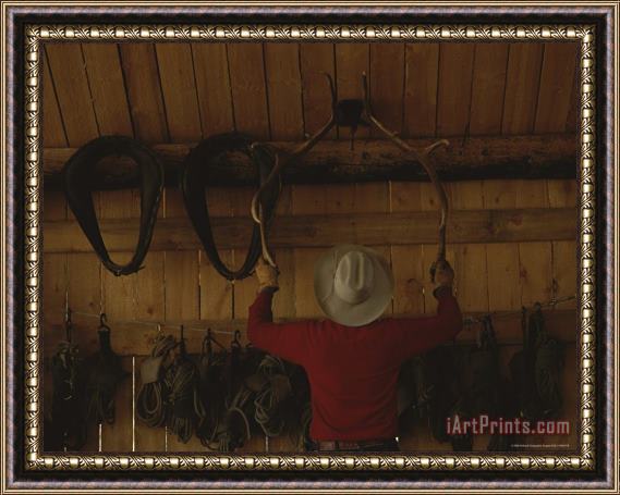 Raymond Gehman An Outfitter Hangs a Set of Elk Antlers on a Cabin Wall Framed Print