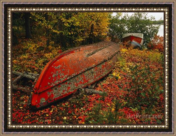 Raymond Gehman An Upturned Rowboat Among Red Osier Dogwoods in Fall Foliage Framed Print