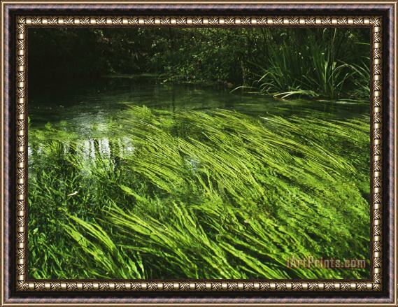 Raymond Gehman Aquatic Grasses Bend with The Flow of a Waterway Framed Print