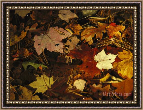 Raymond Gehman Array of Autumn Maple Leaves And Pine Needles Float in a Creek Framed Painting